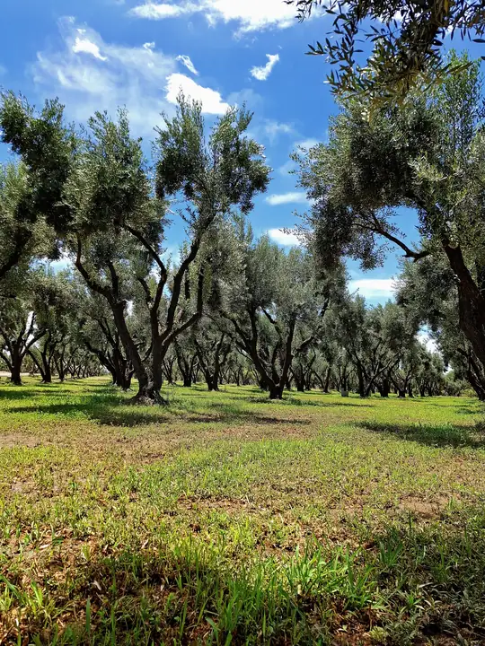 El olivar
